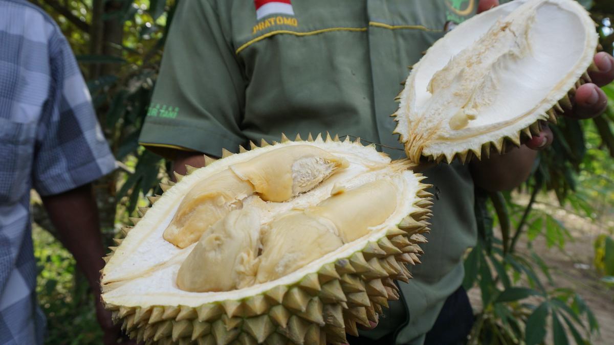 Perawatan Durian Montong Agar Buahnya Lebih Wangi