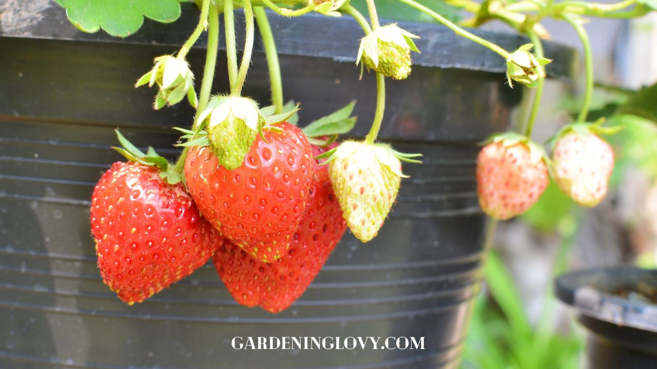 Tips Merawat Pohon Stroberi Agar Buahnya Manis