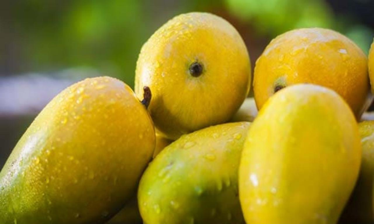 Health Tips: మామిడిపండ్లు తిన్న వెంటనే వాటర్ తాగుతున్నారా.. ఆస్పత్రికి ... Perawatan Mangga Agar Buahnya Lebih Besar dan Manis