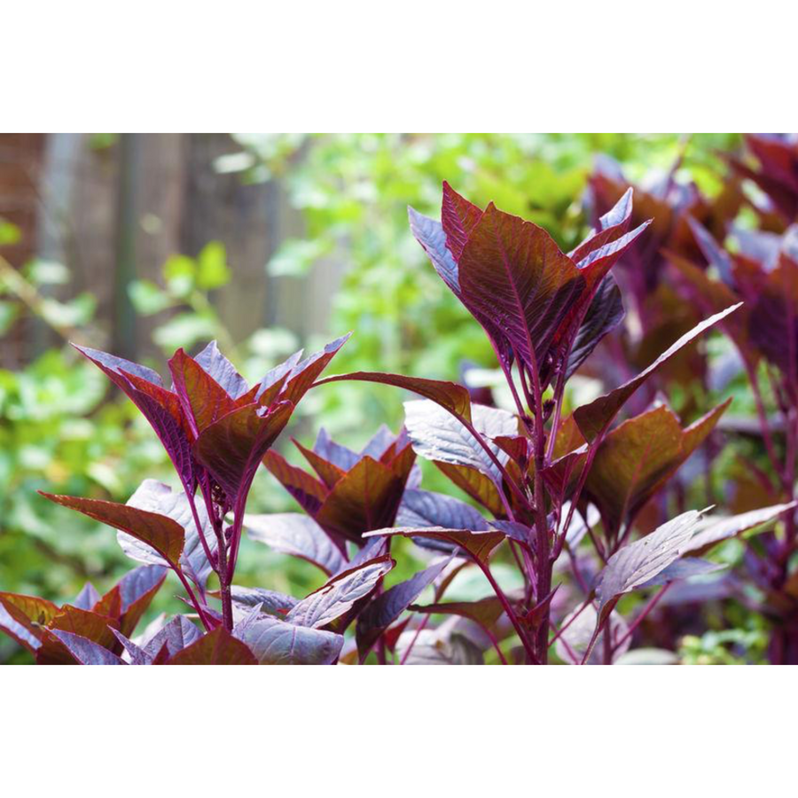 Perawatan Bayam Merah Supaya Daunnya Lebih Cantik