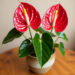 Tips Merawat Anthurium agar Tetap Subur dan Berbunga Indah
