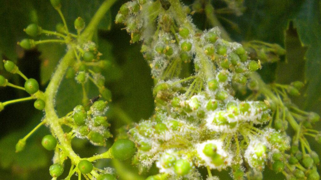 Perlindungan Tanaman Anggur Dari Jamur Downy Mildew