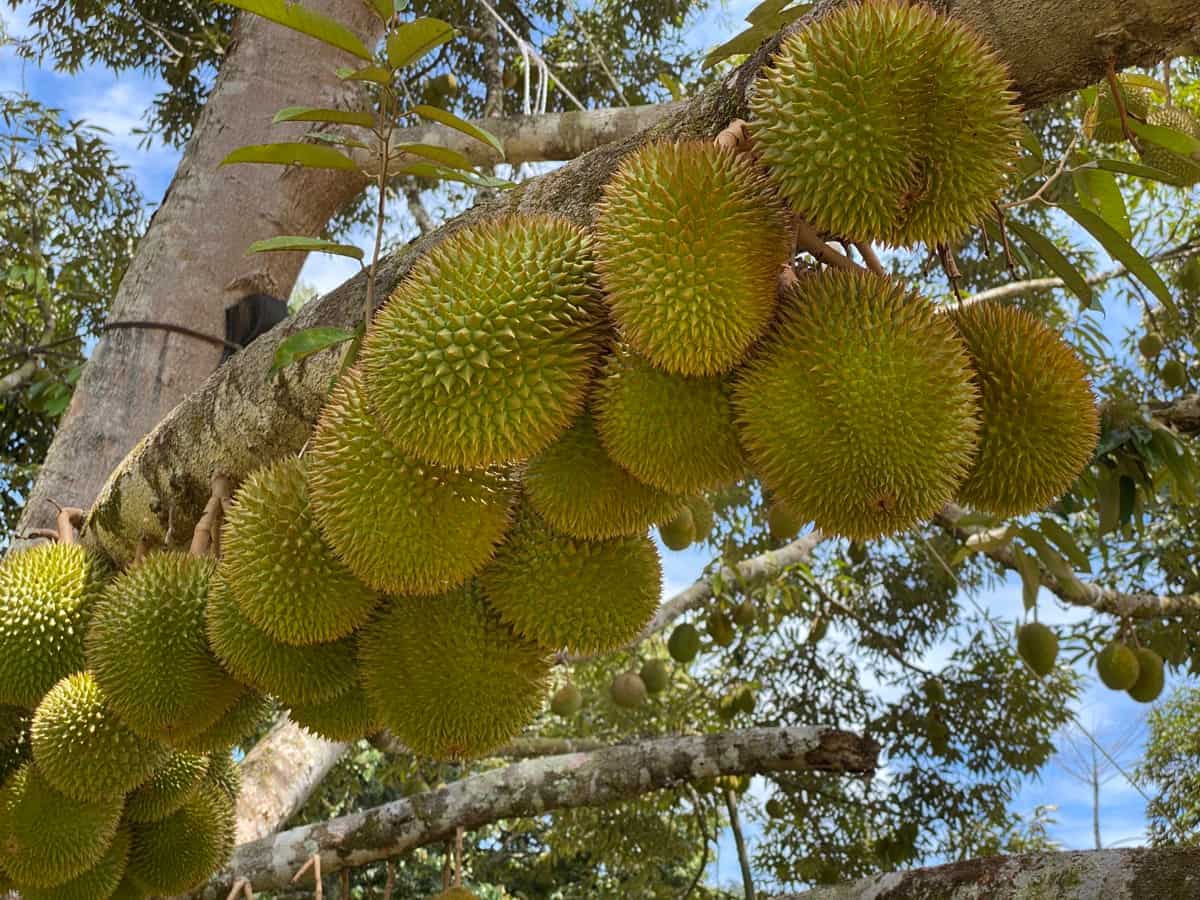 Cara Merawat Pohon Durian Agar Berbuah Lebat