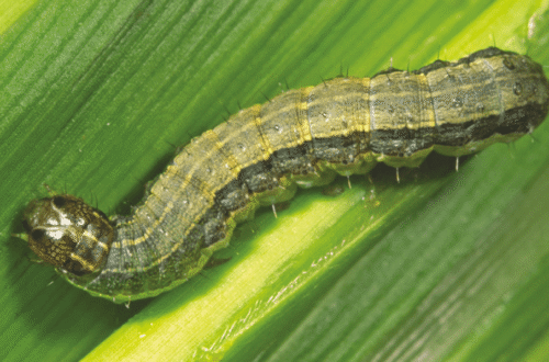 Pengendalian Ulat Grayak Untuk Perlindungan Tanaman Jagung
