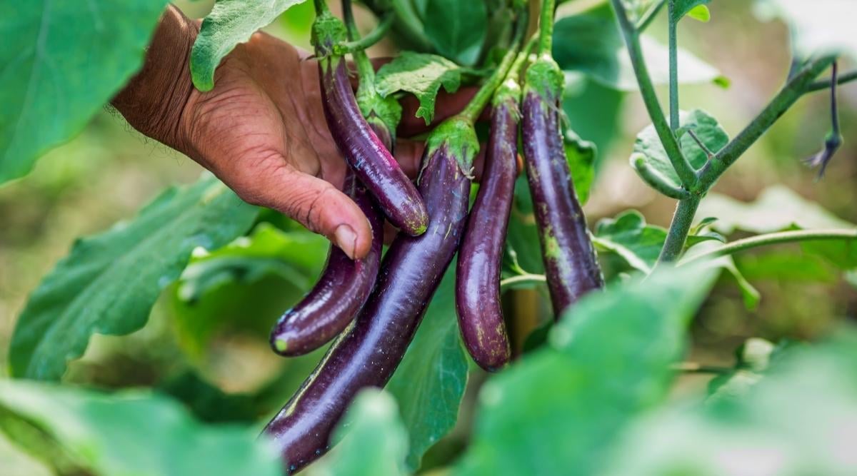 How to Plant, Grow, and Care For Eggplant