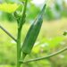 Cara Merawat Okra Agar Tumbuh Subur Dan Sehat