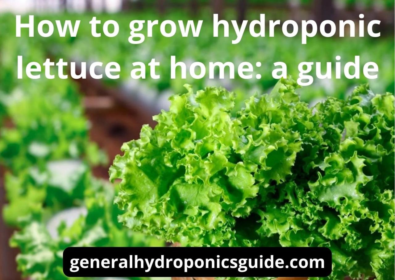 How To Grow Hydroponic Lettuce? The Best Guide (8 Steps) Cara Merawat Selada Hidroponik di Rumah