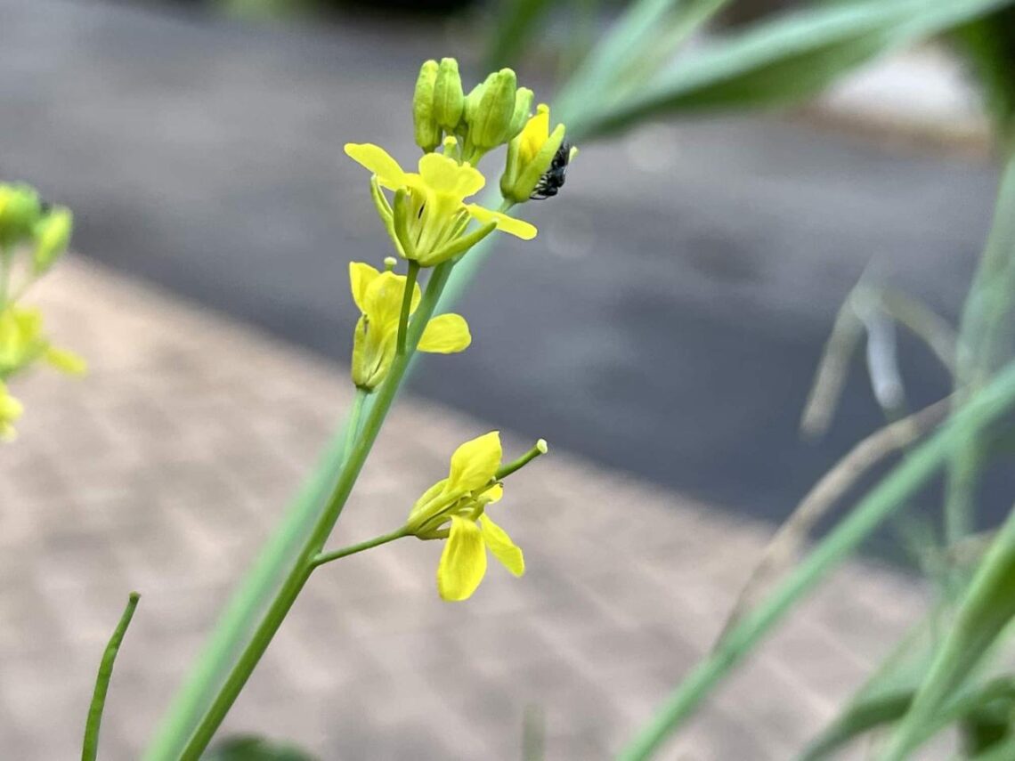 Cara Merawat Tanaman Sawi Hijau Di Musim Hujan