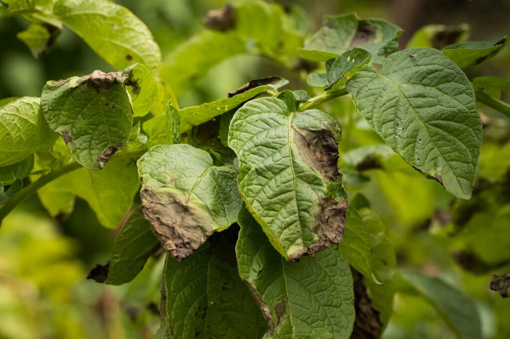 Perlindungan Tanaman Kentang Dari Serangan Phytophthora Infestans