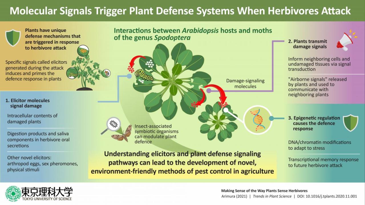 Perceiving predators: Understanding how plants 'sense' herbivore attack ...
