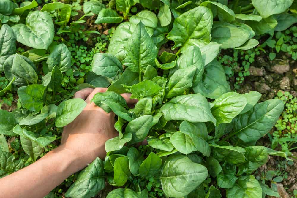 Cara Merawat Tanaman Bayam Agar Daunnya Lebih Lebat