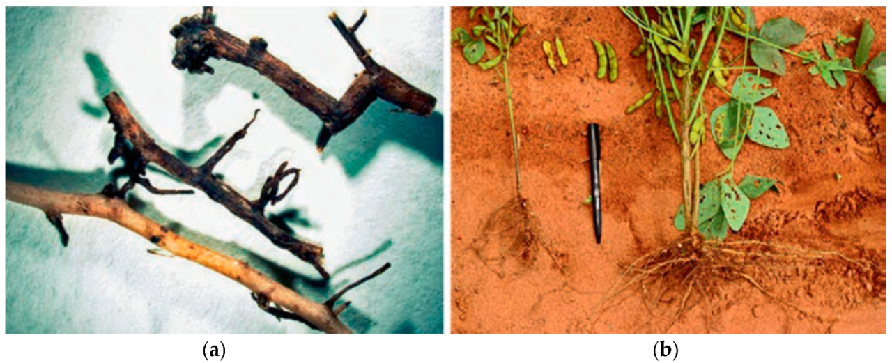 Using nature's natural predators to protect crops – DW – 11/25/2021