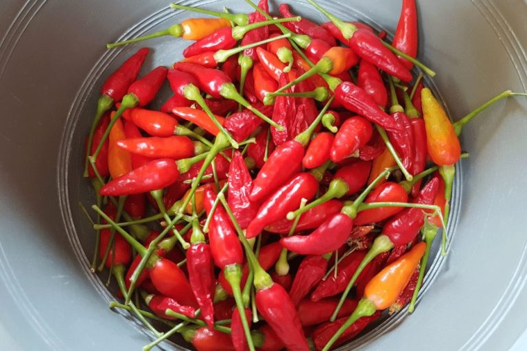 Birds Eye Chilis: Tiny Spicy Red Thai Chilis - Pepperdodo Perawatan Cabai Rawit Agar Tahan Lama di Kulkas
