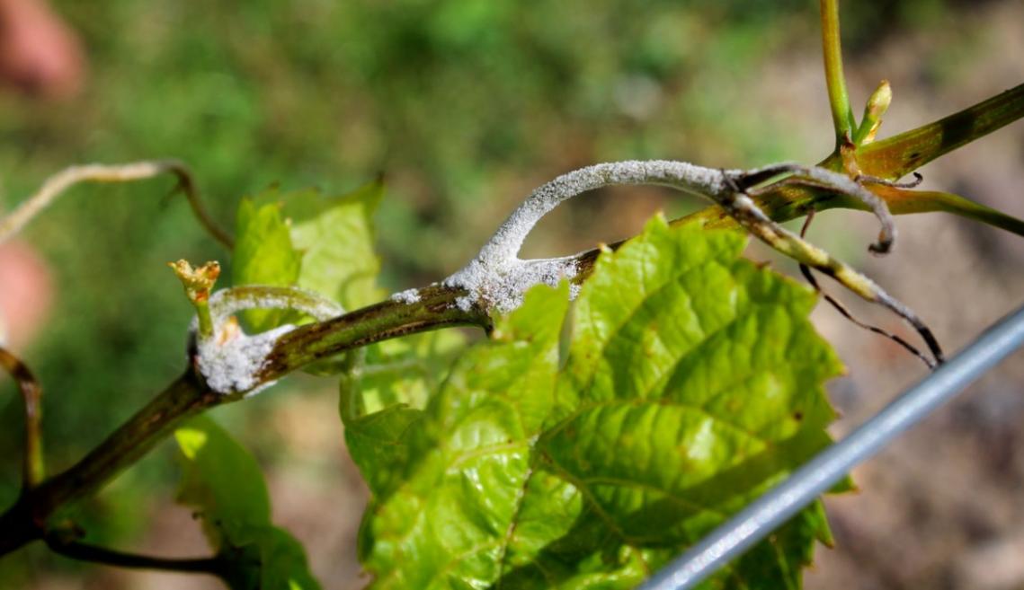Cornell Receives Grant for Grape Downy Mildew Research - American ...