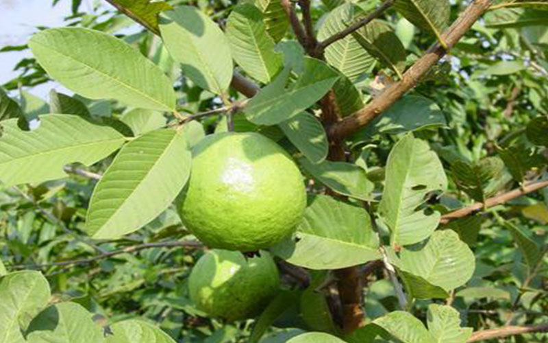 Guava Tree Pruning – How Do I Prune My Guava Tree – Pruning Guava Tree ... Cara Merawat Pohon Jambu Biji Agar Buah Lebih Renyah