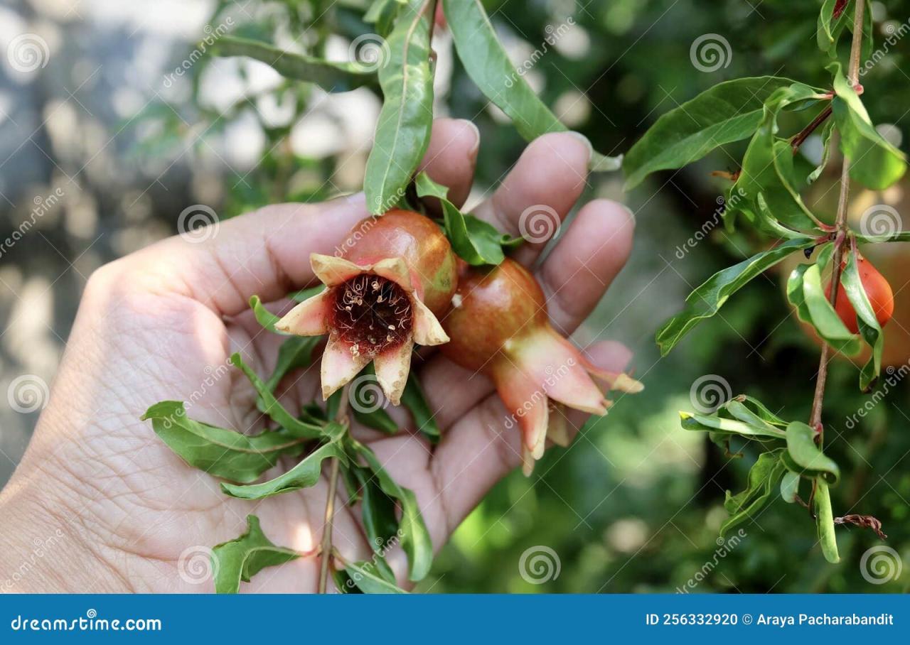 Perawatan Buah Delima Agar Tetap Manis dan Awet