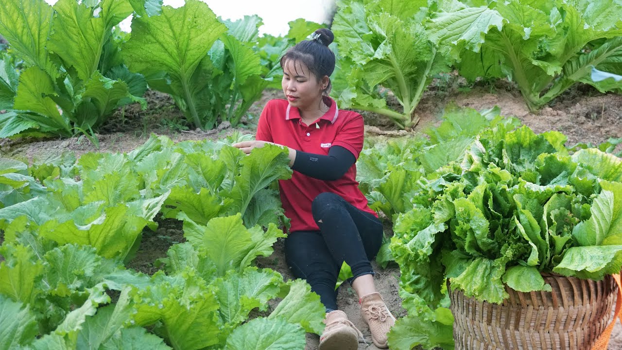 Harvest Mustard Green - How To Pickle Mustard Greens - Feeding ... Cara Menjaga Kualitas Sawi Setelah Dipanen
