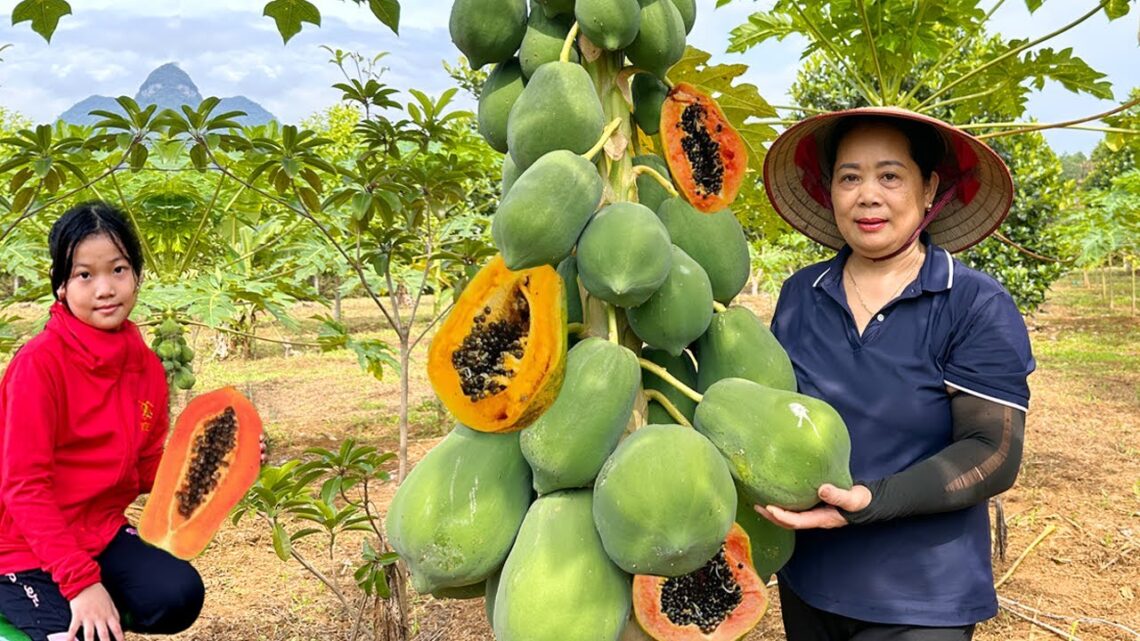 Cara Merawat Tanaman Pepaya Agar Panen Berlimpah