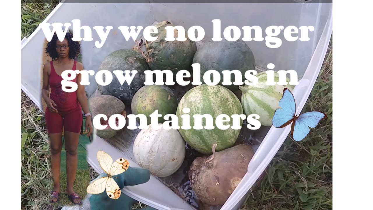 Perawatan Melon Agar Tetap Segar Hingga Beberapa Hari