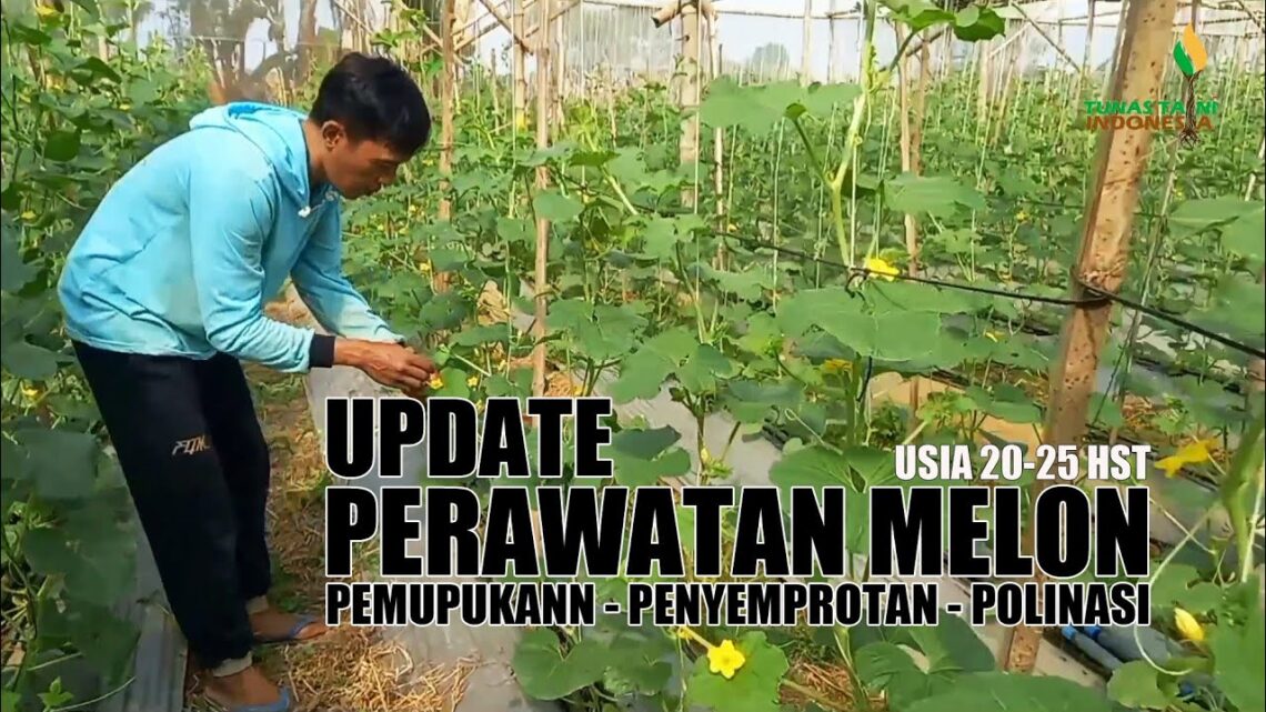 Perawatan Melon Agar Tetap Segar Hingga Beberapa Hari