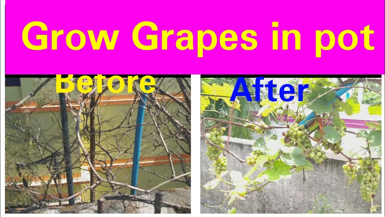 Growing Grapes: Varieties, Planting Guide, Care, Diseases, and Harvest Cara Merawat Anggur Agar Tidak Cepat Busuk