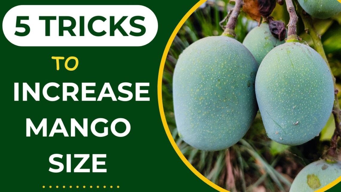 Perawatan Mangga Agar Buahnya Lebih Besar Dan Manis