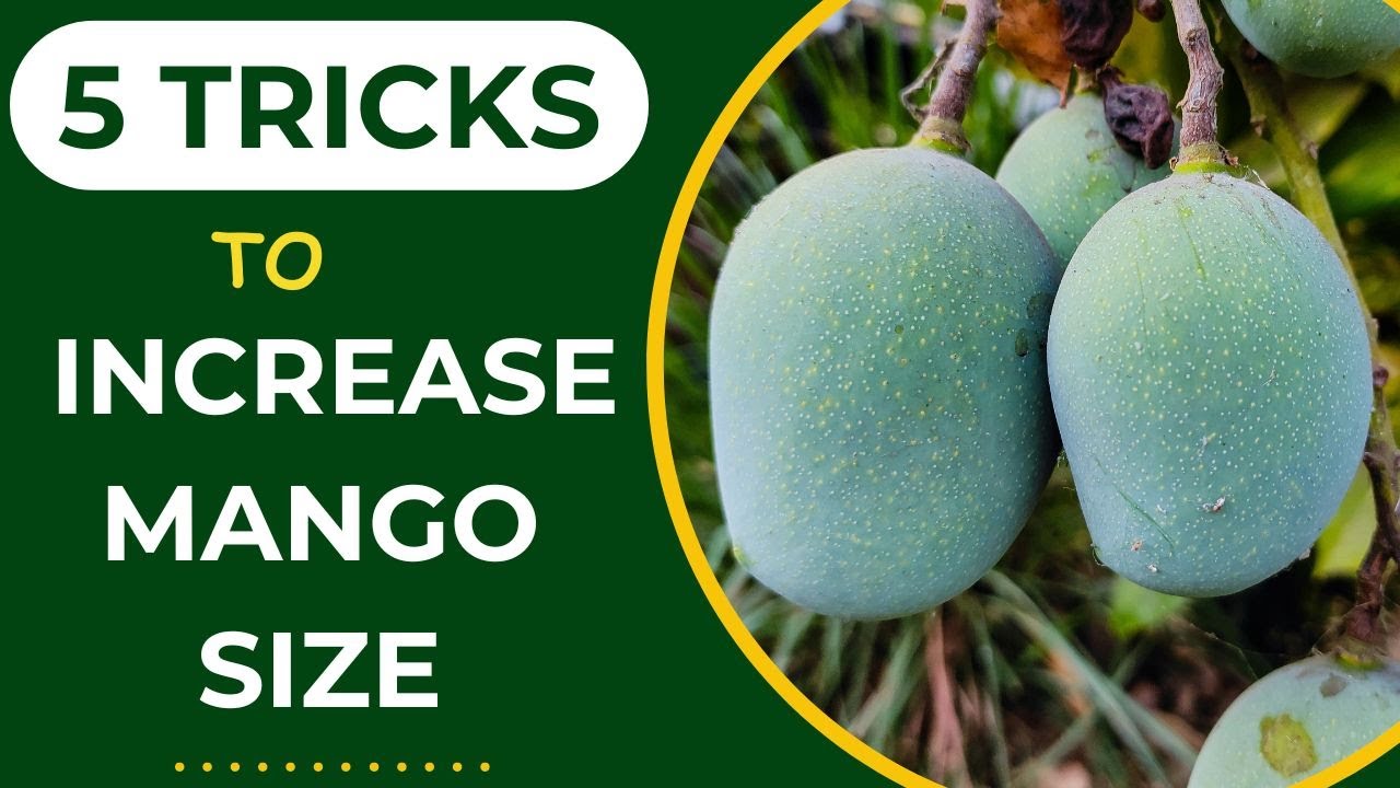 5 Tricks to Increase Mango Fruit Size and Fruit per Plant - YouTube Perawatan Mangga Agar Buahnya Lebih Besar dan Manis