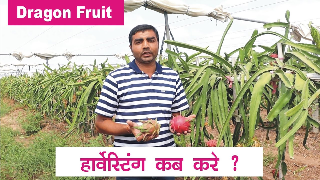Dragon fruit Harvesting कब करें? । 9106310963 - YouTube Perawatan Buah Naga Agar Awet Setelah Dipanen