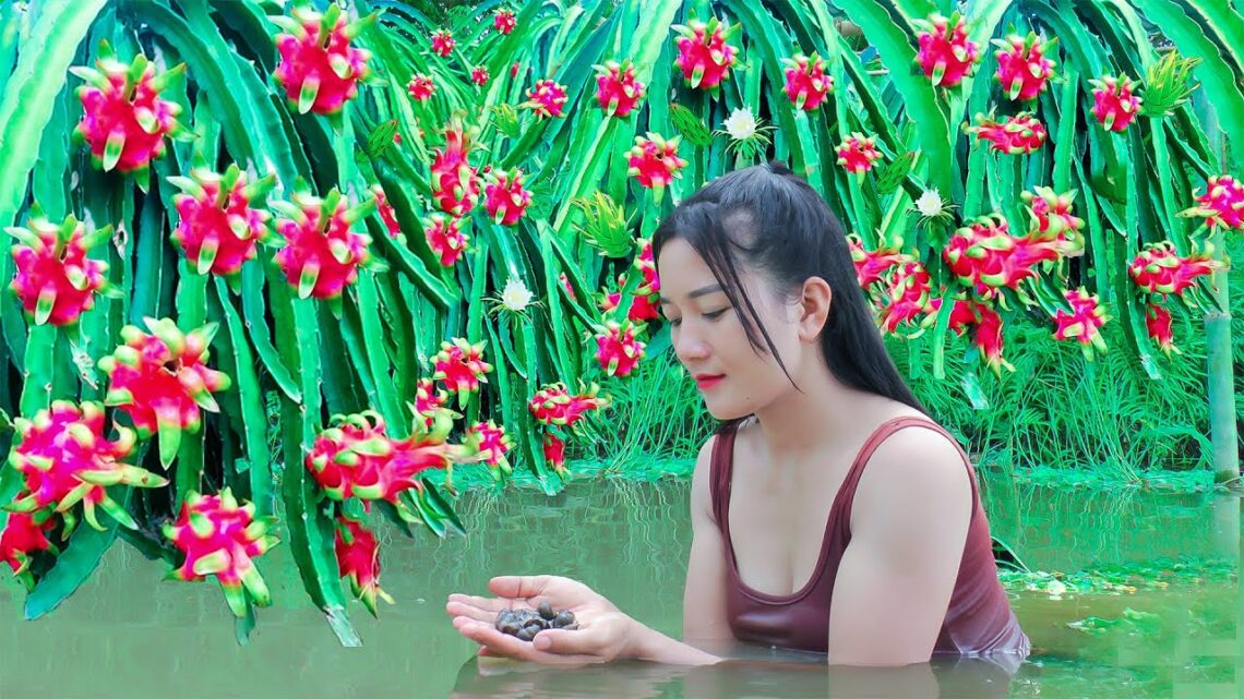 Perawatan Buah Naga Agar Awet Setelah Dipanen