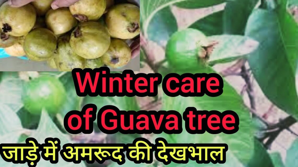 Cara Merawat Pohon Jambu Biji Agar Buah Lebih Renyah