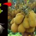 Cara Merawat Pohon Durian Agar Berbuah Lebat