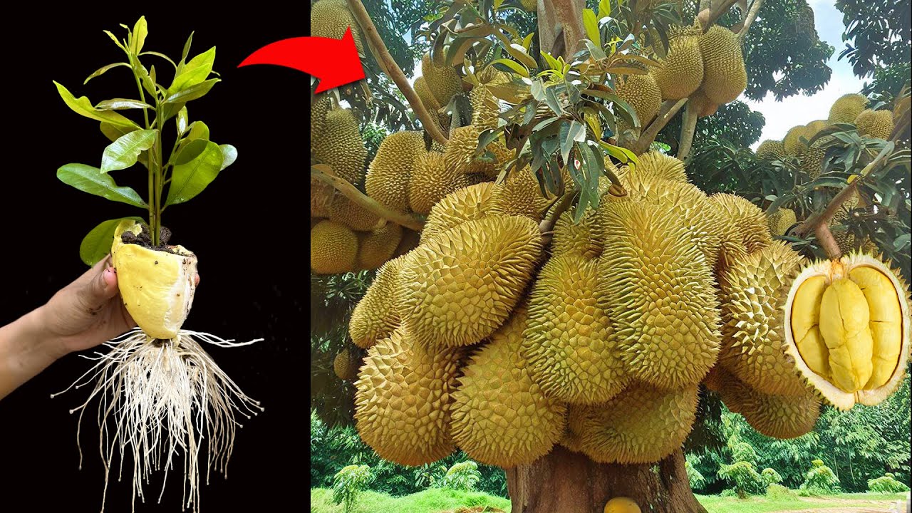 Cara Merawat Pohon Durian Agar Berbuah Lebat