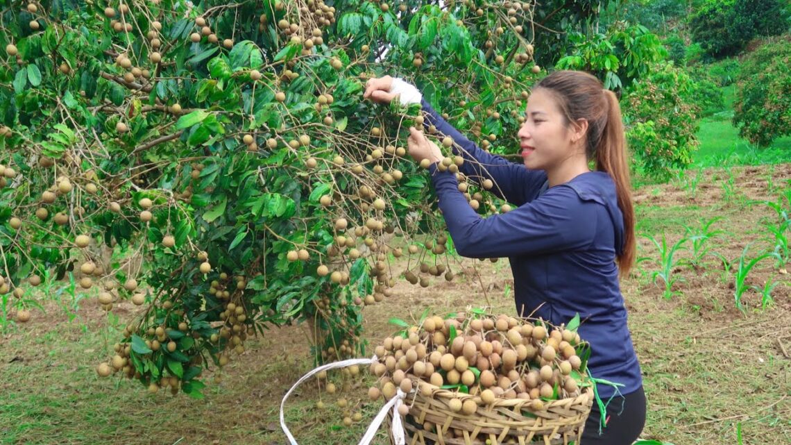 Cara Merawat Pohon Kelengkeng Agar Panen Lebih Banyak