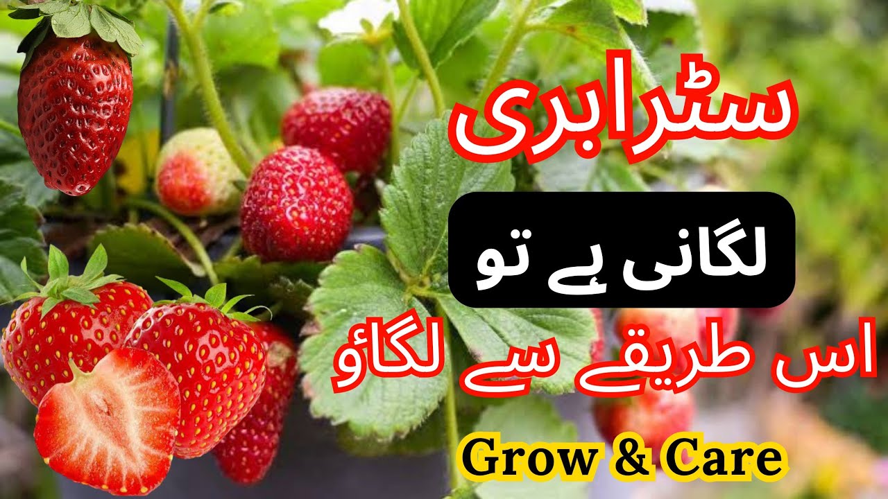 Tips Merawat Pohon Stroberi Agar Buahnya Manis