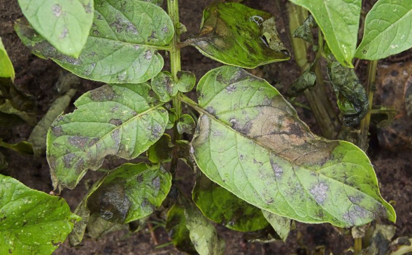 phytophthora-infestans-on-dore-potato-plant-1200 - Spud Smart phytophthora-infestans-on-dore-potato-plant-1200 - Spud Smart