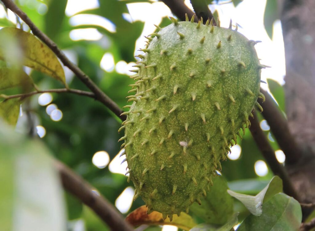 Perawatan Pohon Sirsak Agar Produktif Sepanjang Tahun