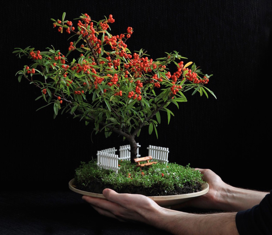 Tren Bonsai Modern Seni Miniatur Pohon Yang Tak Lekang Waktu