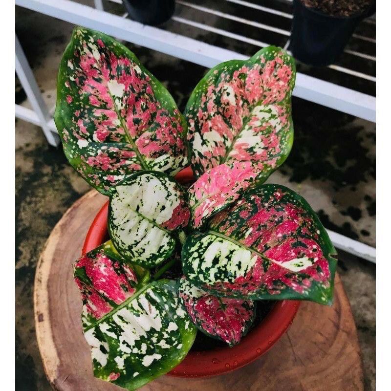 Jenis Tanaman Hias Aglonema yang Sedang Hits