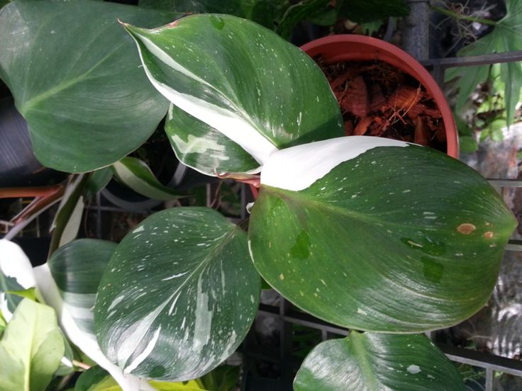 Tanaman Hias Daun Variegata Daya Tarik Dan Keunikannya