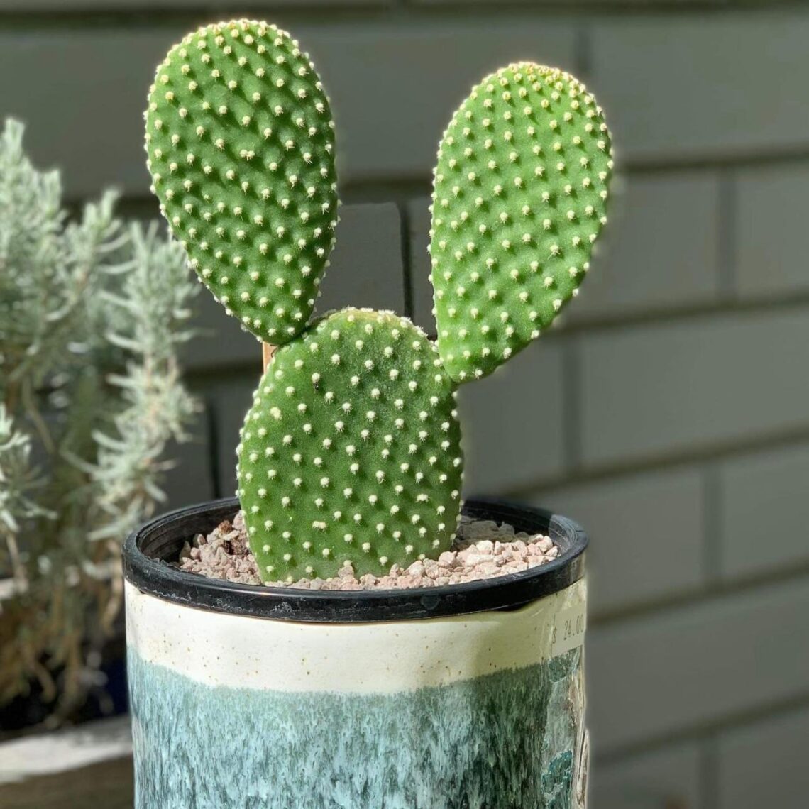 Koleksi Tanaman Hias Langka Dengan Harga Fantastis