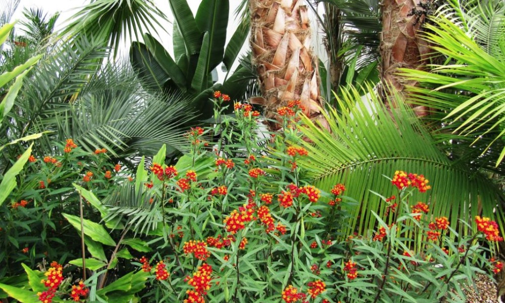 Tanaman Hias Outdoor Paling Tahan Panas Di Iklim Tropis