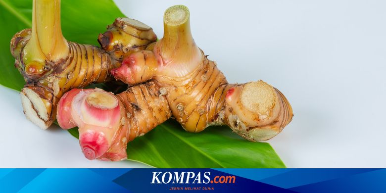 Manfaat dan Cara Mengolah Daun Kencur untuk Obat Batuk Alami