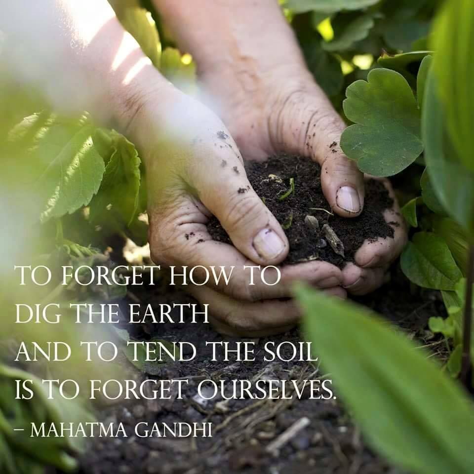 Inovasi Pupuk Hayati: Pangan Lebih Sehat, Tanah Lebih Subur