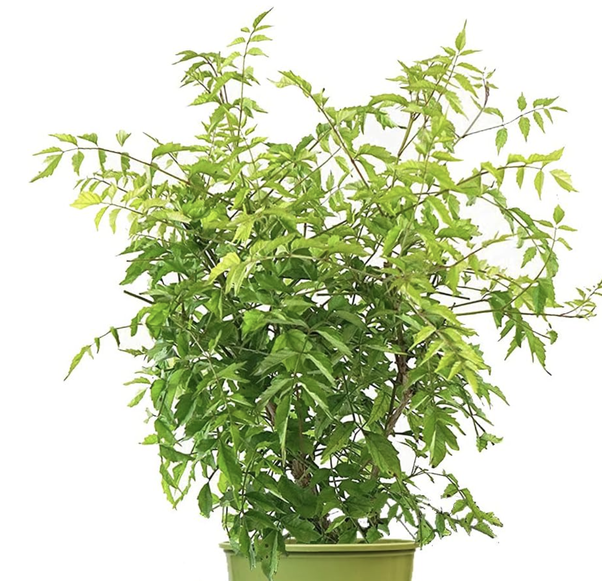 Containing Climbers - Gardening Australia Jenis Tanaman Hias Rambat untuk Dinding Rumah