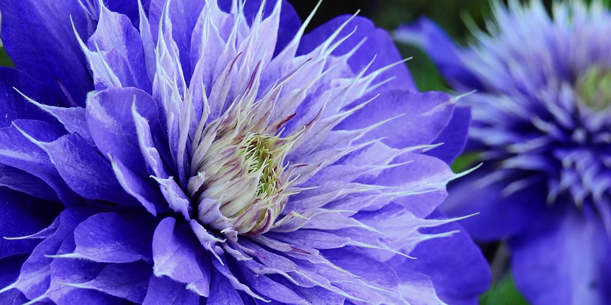 The Best Climbing Plants for your Garden Fence or Wall Jenis Tanaman Hias Rambat untuk Dinding Rumah