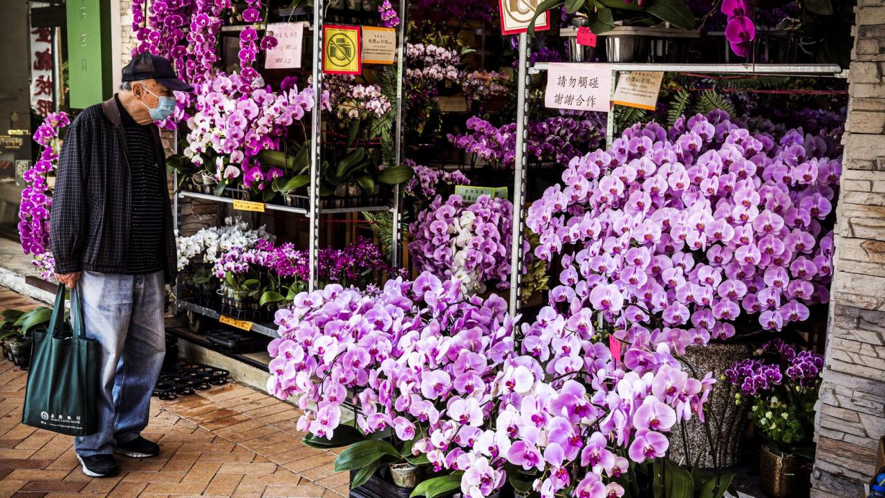 Tanaman Hias Paling Banyak Dicari Saat Pandemi dan Pasca Pandemi