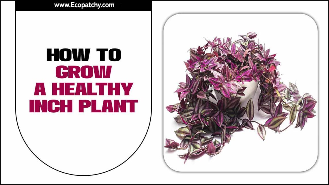 Lidah Buaya Tanaman Obat Serbaguna Untuk Kecantikan Dan Kesehatan