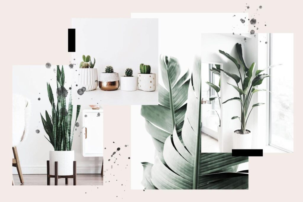 Jenis Tanaman Hias Daun Paling Favorit Untuk Rumah Minimalis