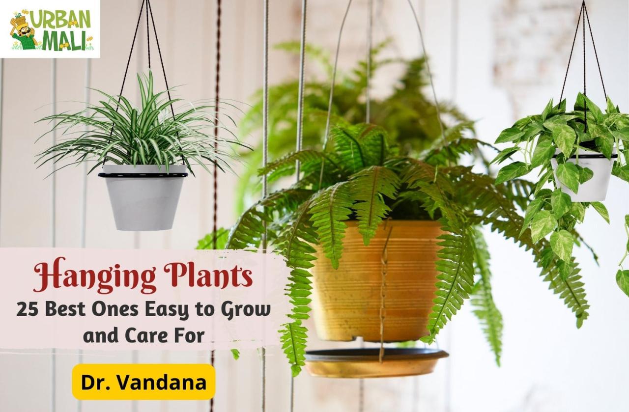 Jenis Tanaman Hias Gantung yang Mudah Dirawat