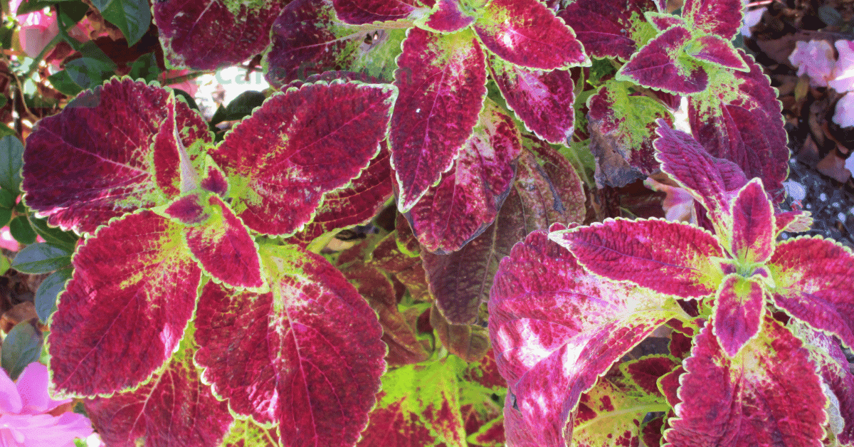 Jenis Tanaman Hias yang Cocok untuk Apartemen Kecil